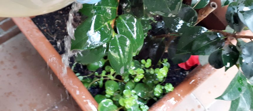 Abono con Cáscaras de Plátano